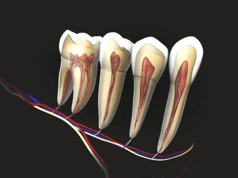 Dental Nerve