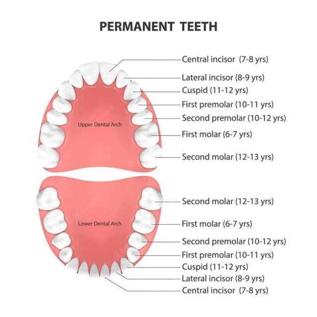 Jaw Anatomy