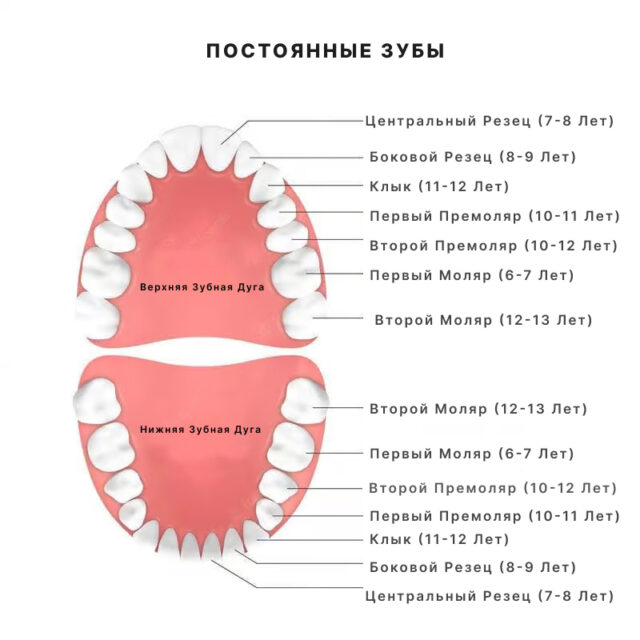 Строение верхней челюсти